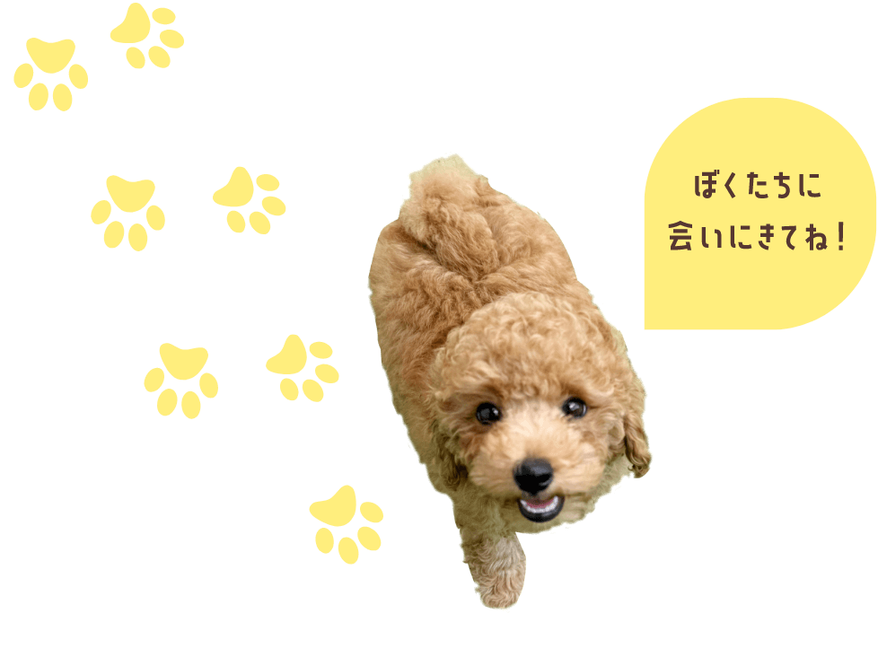 可愛いトイプードルに会いにきてください