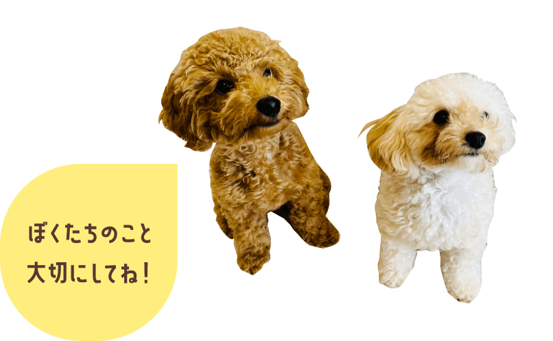 ぼくたちのこと大切にしてね